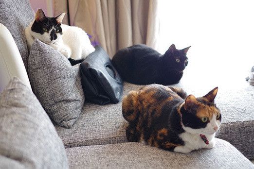 カバンをSPする猫たち