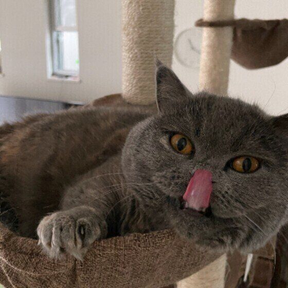 ペロッとするさくら