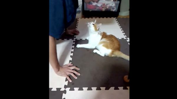 かまってちゃんな猫