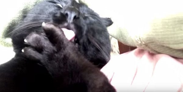 毛づくろいする黒猫