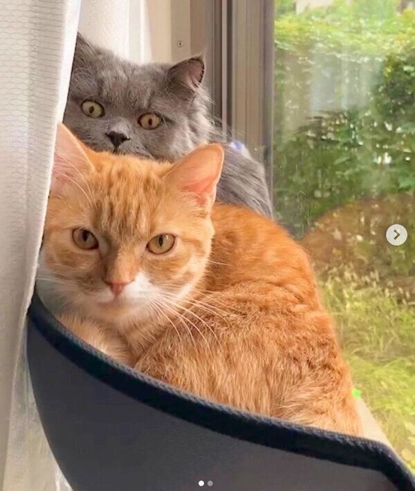 くっつくウニちゃん、アオくん