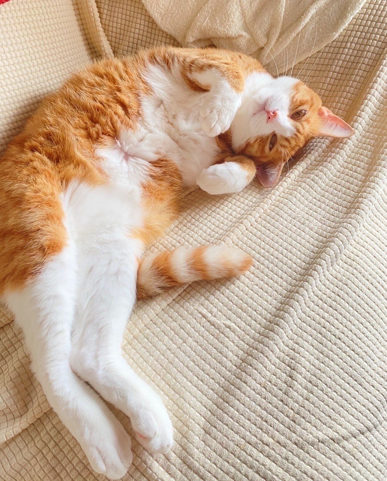 とろ〜んとするチャイくん