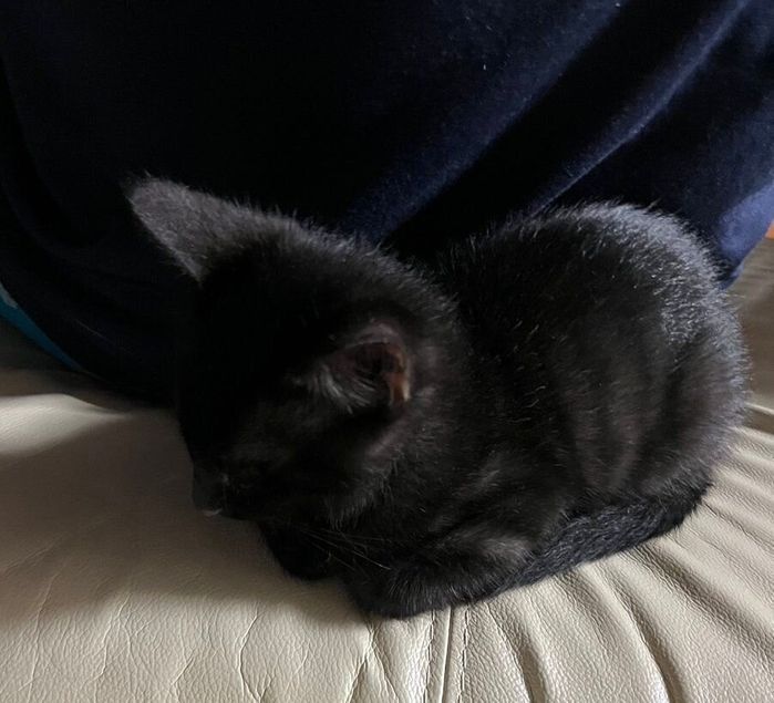 飼い主さんの背中にもたれて眠るくろろくん