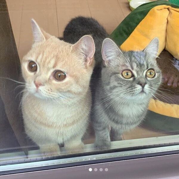 外を眺めるむぎくんとあおちゃん