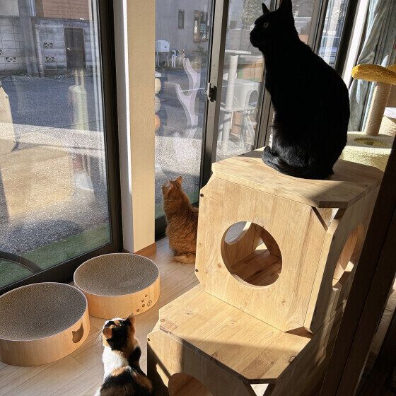 MIX黒のヤマトくんと同居猫ちゃん