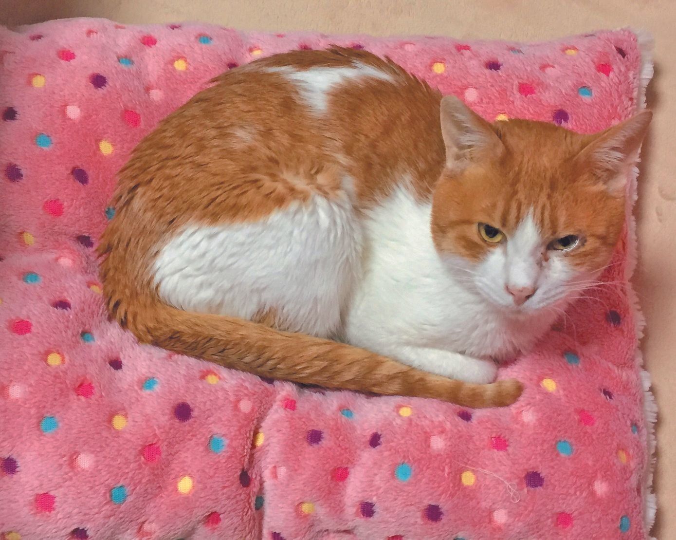 画像／2019年７月号『猫の病気、そこが知りたい！』