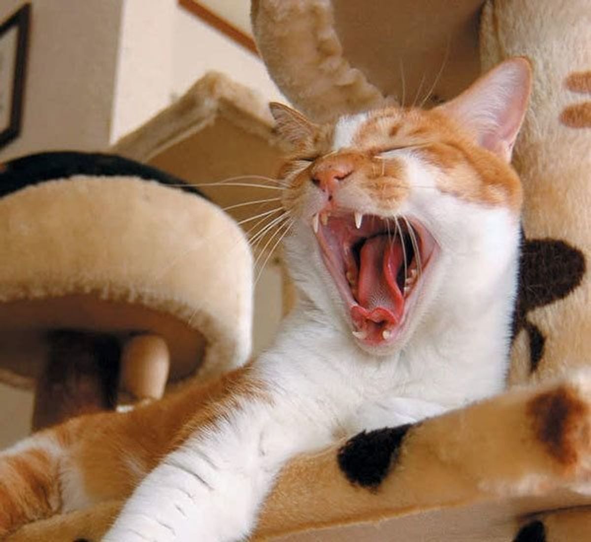 病気のサインだから甘く見ないで 猫の 貧血 の見抜き方 ねこのきもちweb Magazine 病気のサインだから甘く見ないで 猫の 貧血 の見抜き方 ねこのきもちweb Magazine