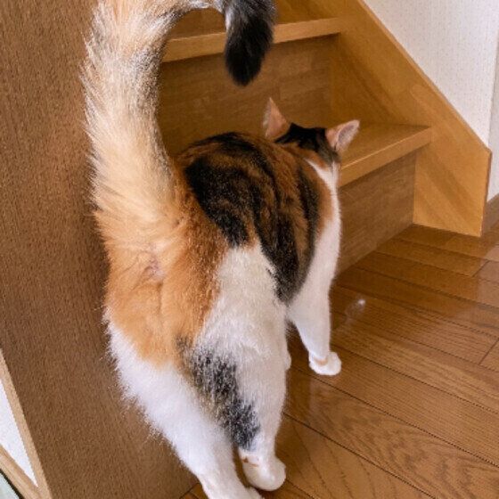 Mix（ミケ）のももちゃん