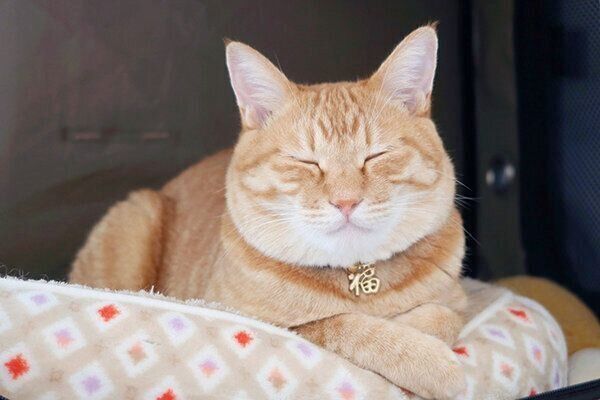 くつろぐボブくん