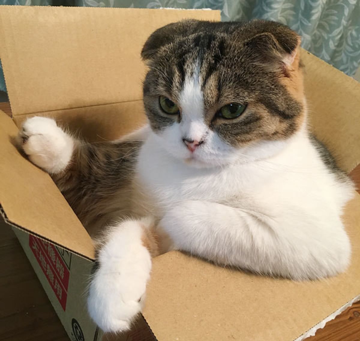 余裕の表情がたまらない ドヤ顔が似合うニャンコ4選 ねこのきもちweb Magazine 余裕の表情がたまらない ドヤ顔が似合うニャンコ4選 ねこのきもちweb Magazine