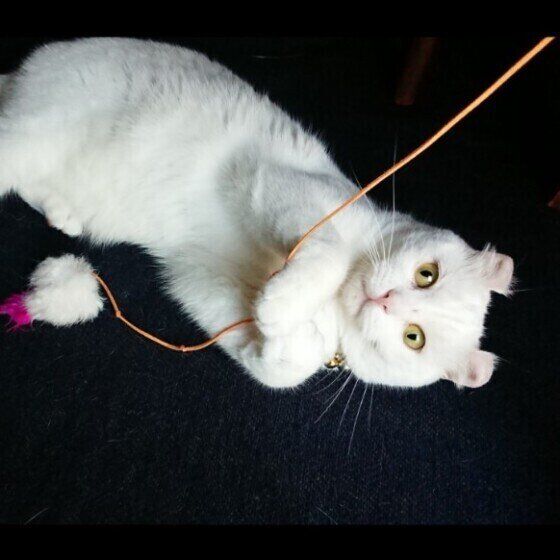 寝ながら遊ぶアメリカンカール・ショートヘア