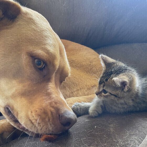 キジトラのタイガーちゃん