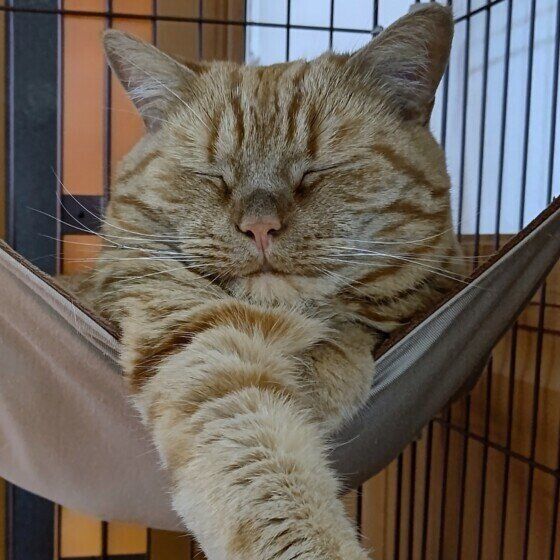 アメリカンショートヘアの龍太くん