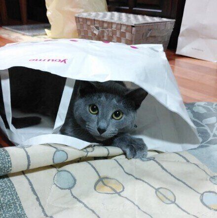 袋に入るロシアンブルー