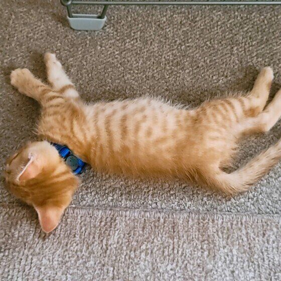 ストーブの前で寝るイリマくん（MIX）