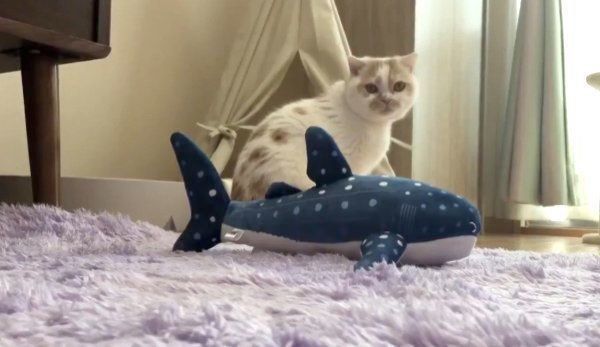 飼い主さんの顔に胸毛を押し付けるホイップクリームちゃん