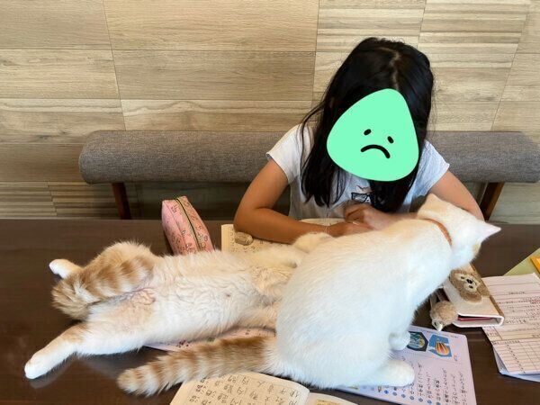 宿題をする娘さんに興味津々のひるねくん、こんぶちゃん