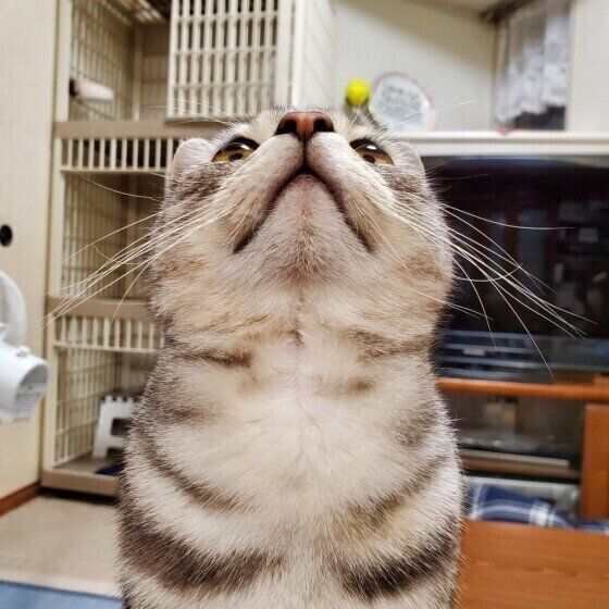 見上げるアメリカンショートヘア