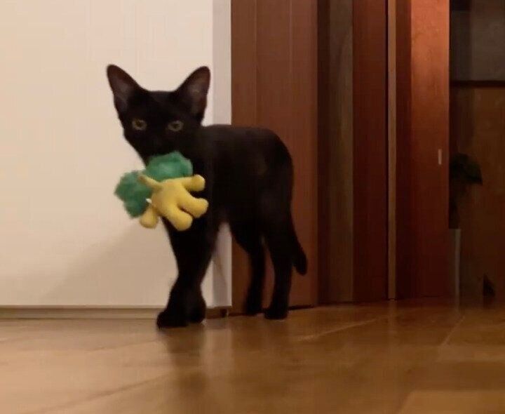 おもちゃをくわえて持ってくるいとちゃん