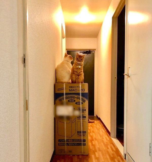 ダンボール箱の上に座るイチちゃん・あめちゃん