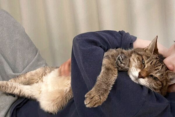 飼い主さんのおなかの上でくつろぐモカさん