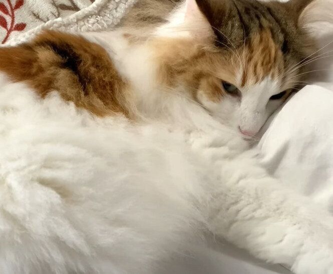 飼い主さんに抱きつくスピカちゃん