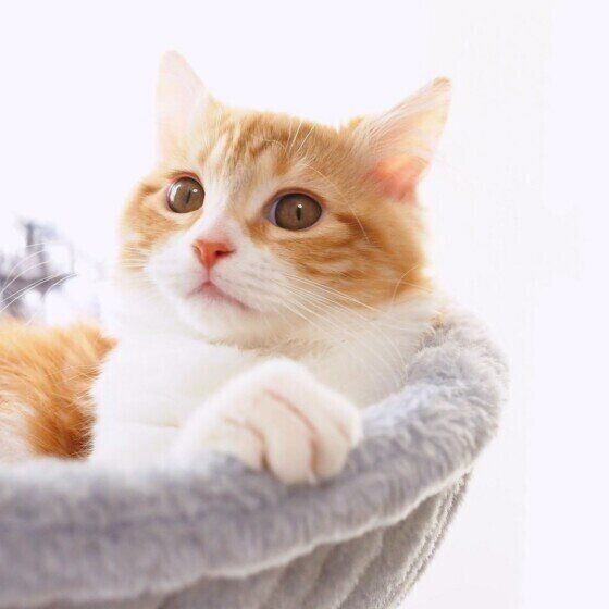 カノンちゃん（マンチカン）