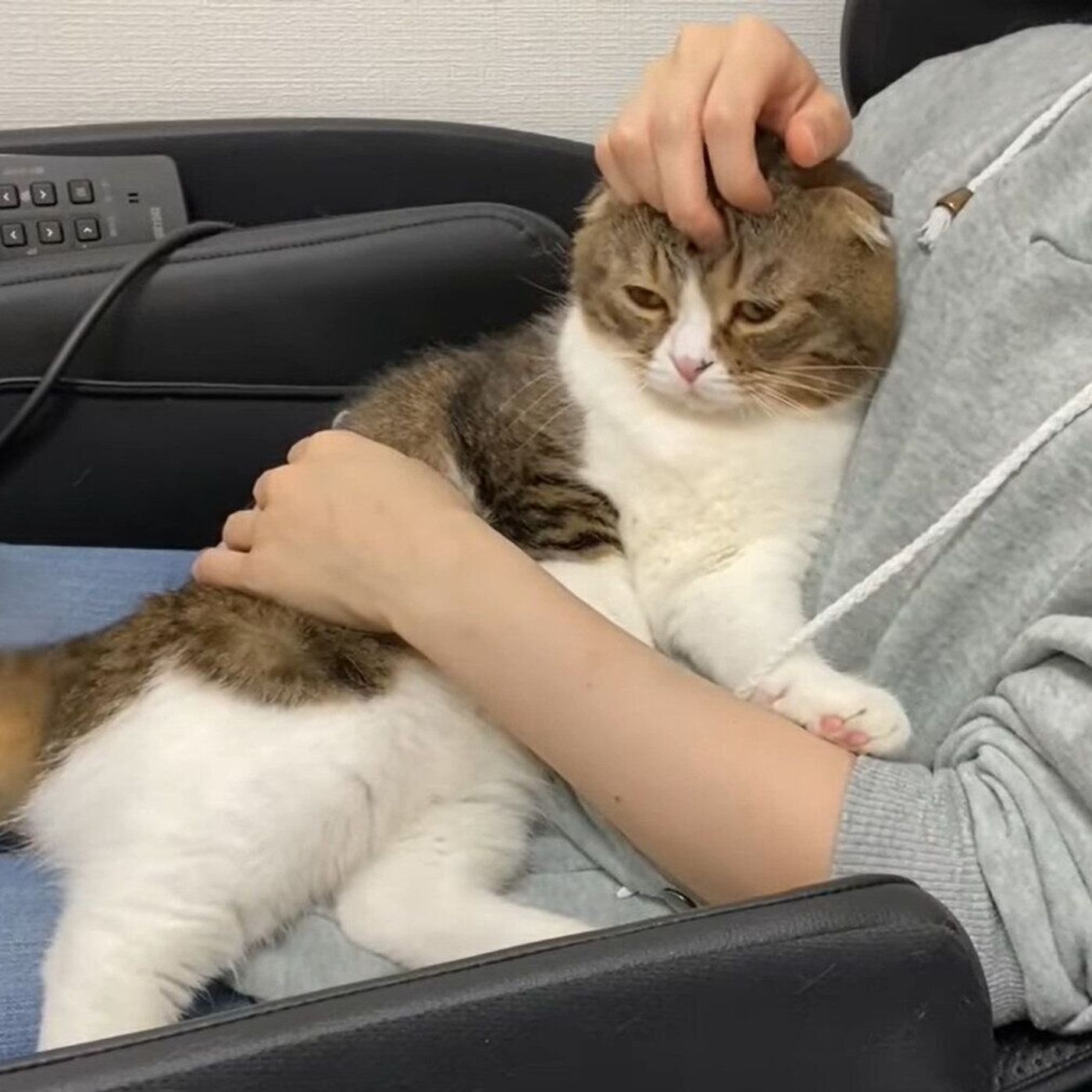くつろぐならボクも一緒でしょ かまってほしくてすねちゃった猫 ねこのきもちweb Magazine くつろぐならボクも一緒でしょ かまってほしくてすねちゃった猫 ねこのきもちweb Magazine