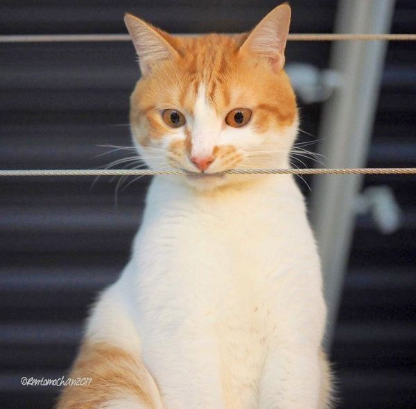 元保護猫だったレオンくん