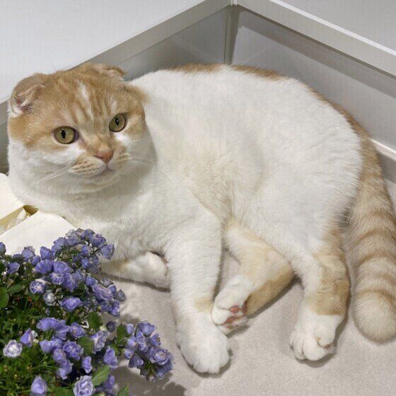 スコティッシュ・フォールドのレオくん