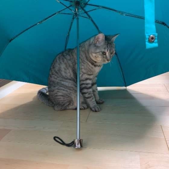 猫好き必見 Cat が出てくる英語のことわざ 慣用句5選 ねこのきもちweb Magazine