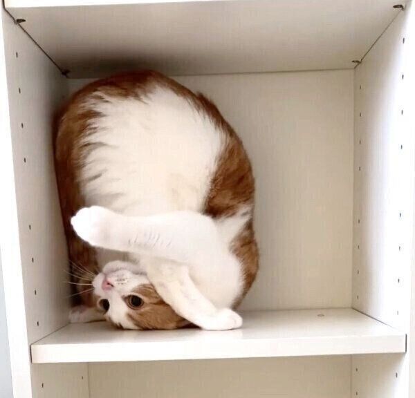 でんぐり返しをするはなちゃん