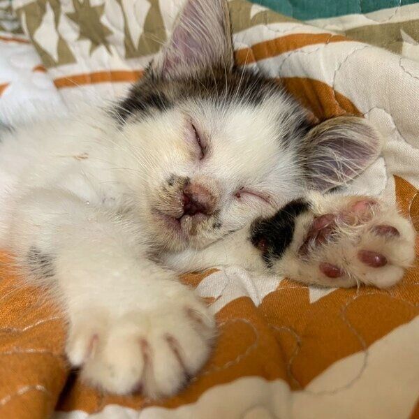 猫風邪をひいていたウタマロくん