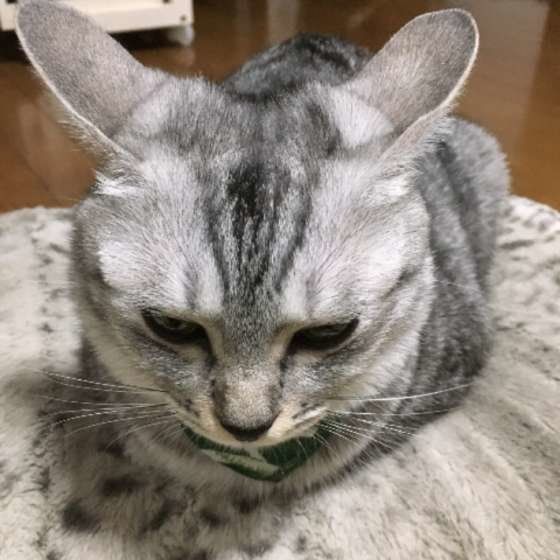 くつろぐサバトラ