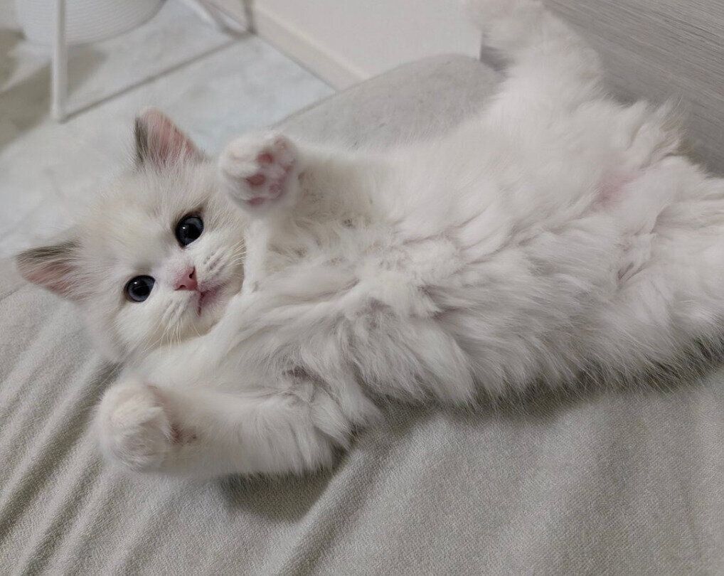 あざとかわいいベルくん