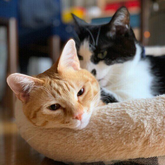 茶トラのこむぎちゃん