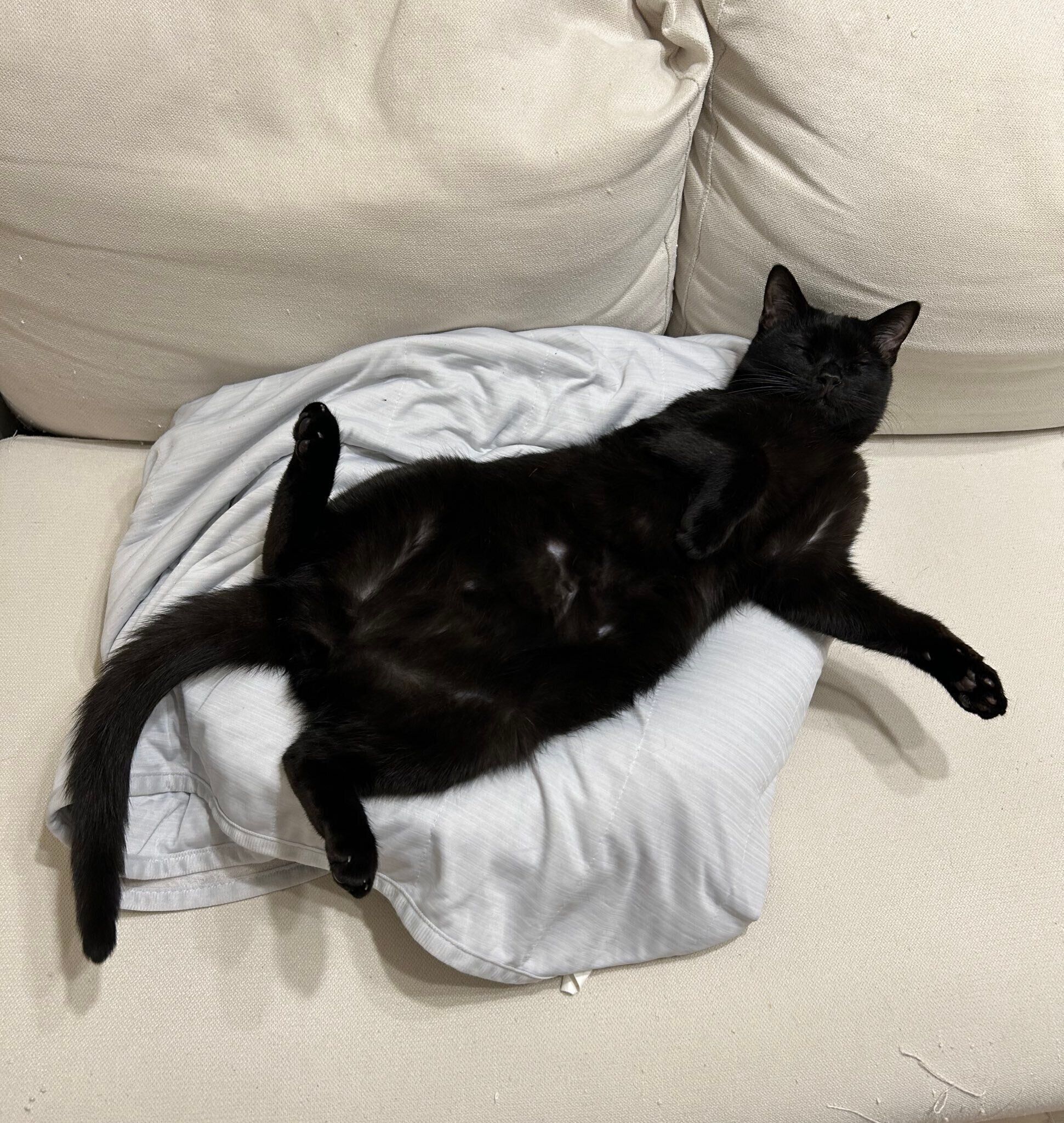 「なでれ」とアピールするけとしくん