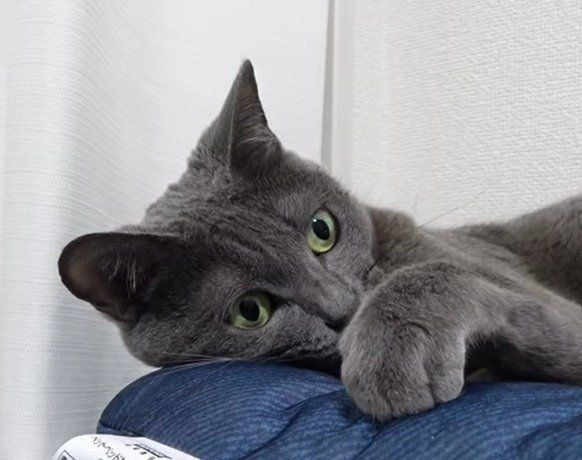 ママと遊んでいるハムちゃん