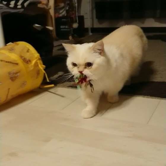 おもちゃを咥えるさねすけくん