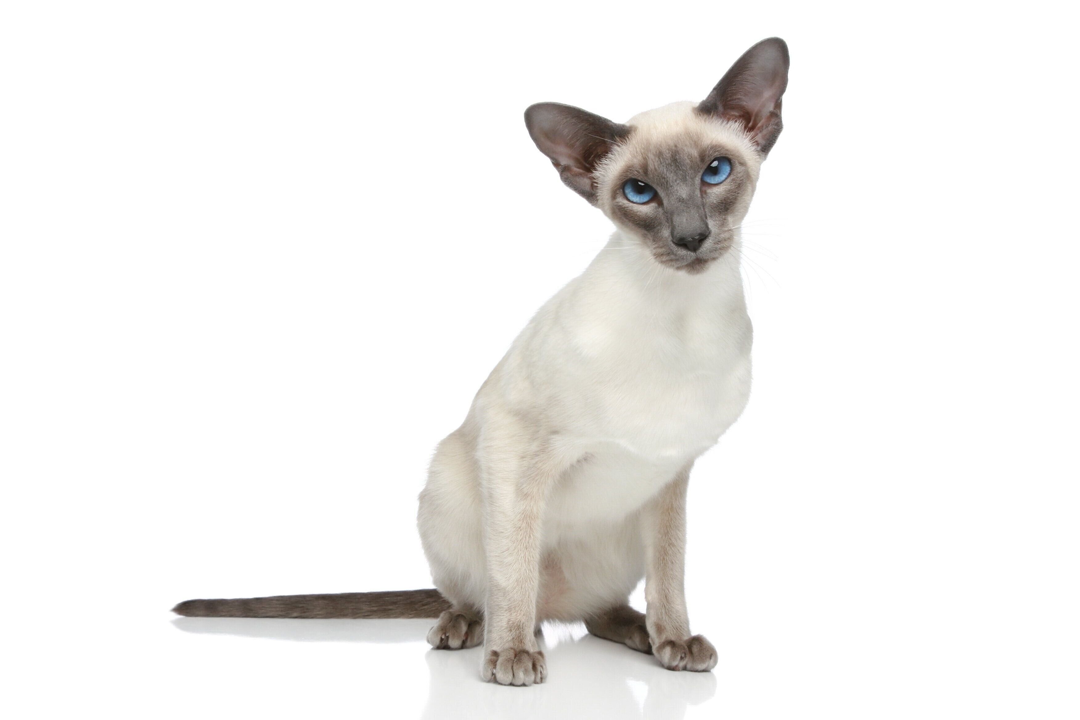 シャム猫 クリームとグレーの毛色 シャム猫は温度で毛色が変わる！？毛色の種類と気になる抜け毛