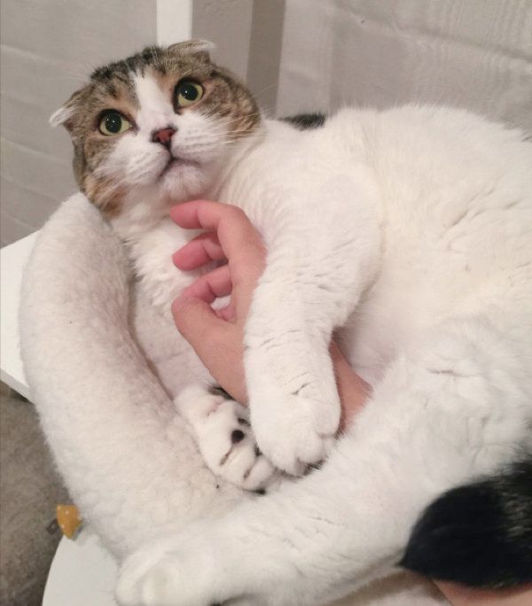 スコティッシュフォールドのどんぐりちゃん