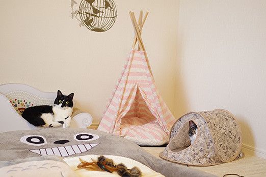 猫部屋にテント置いたら思ったより林間学校だこれ