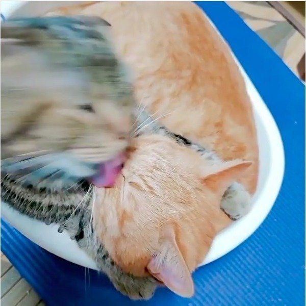 桶ドンニャンズ