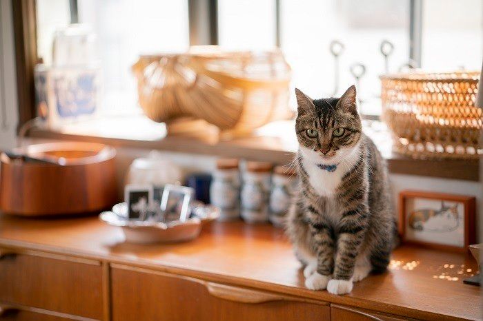 保護しないと命に関わる そんな猫たちが家族に