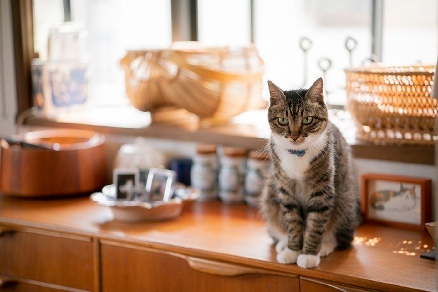 Pr いつでも一緒 当たり前だけど かけがえのない存在 イラストレーター青山京子さんインタビュー ねこのきもちweb Magazine Pr いつでも一緒 当たり前だけど かけがえのない存在 イラストレーター青山京子さんインタビュー ねこのきもちweb Magazine