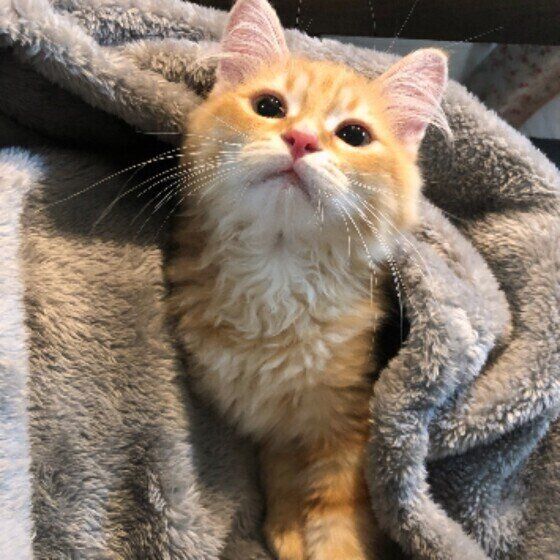 膝に乗るサイベリアン