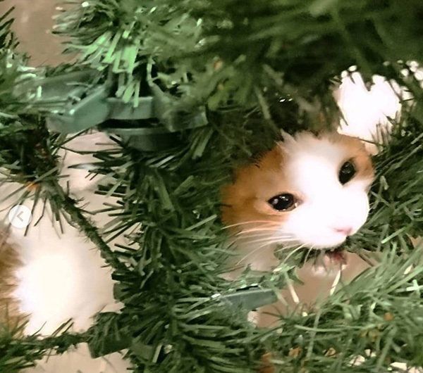 クリスマスツリーをかじる猫