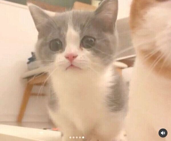 真剣にごはんを待つココタくん