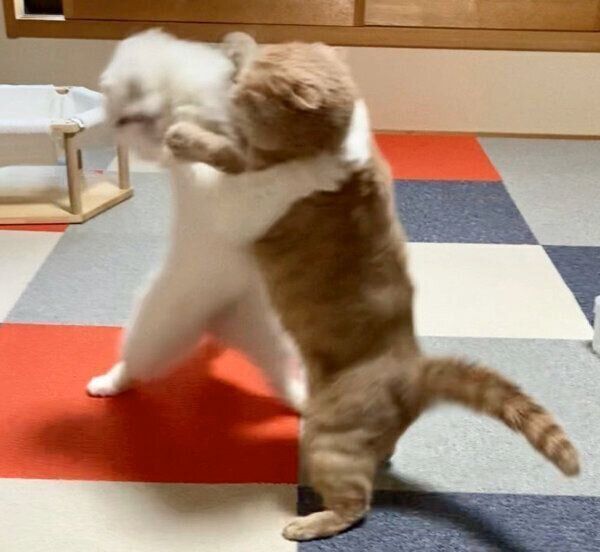 猫相撲をするむくちゃんともろみちゃん