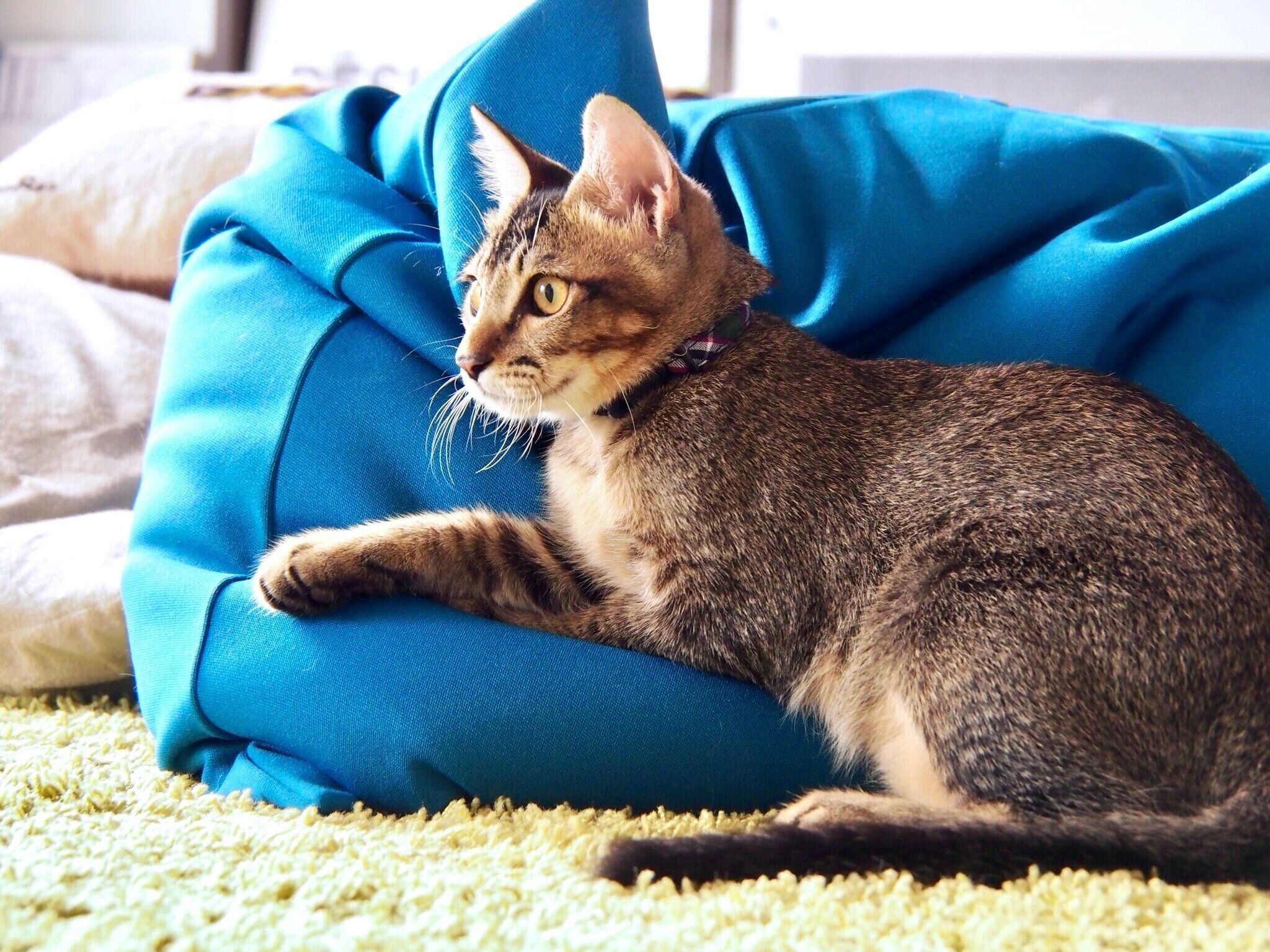 くつろいでいる子猫